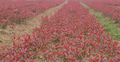 夏天雨水多，苗木幼苗易倒伏怎么辦？